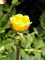 Geum Urbanum (var. Strictum) (fam. Rosacees) (Nouvelle-Zelande) (6) (Photo F. Mrugala)